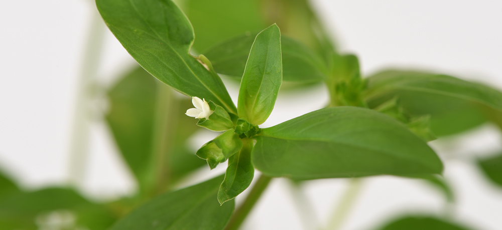 Oldenlandia affinis