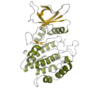 VADA-projektet riktar sig mot proteinet vaccinia-related kinase 1 (VRK1).