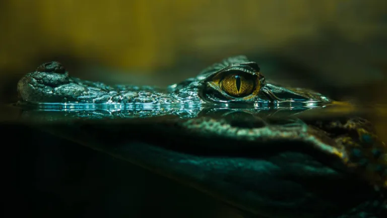 Alligator_CFO