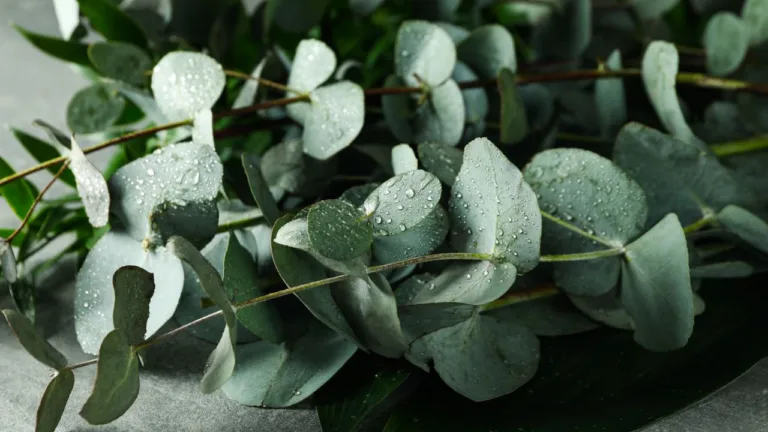 Eucalyptus branches
