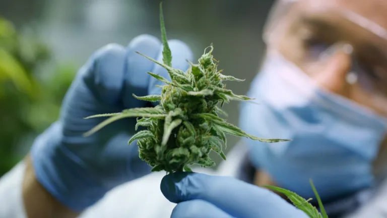 Cannabisblomma