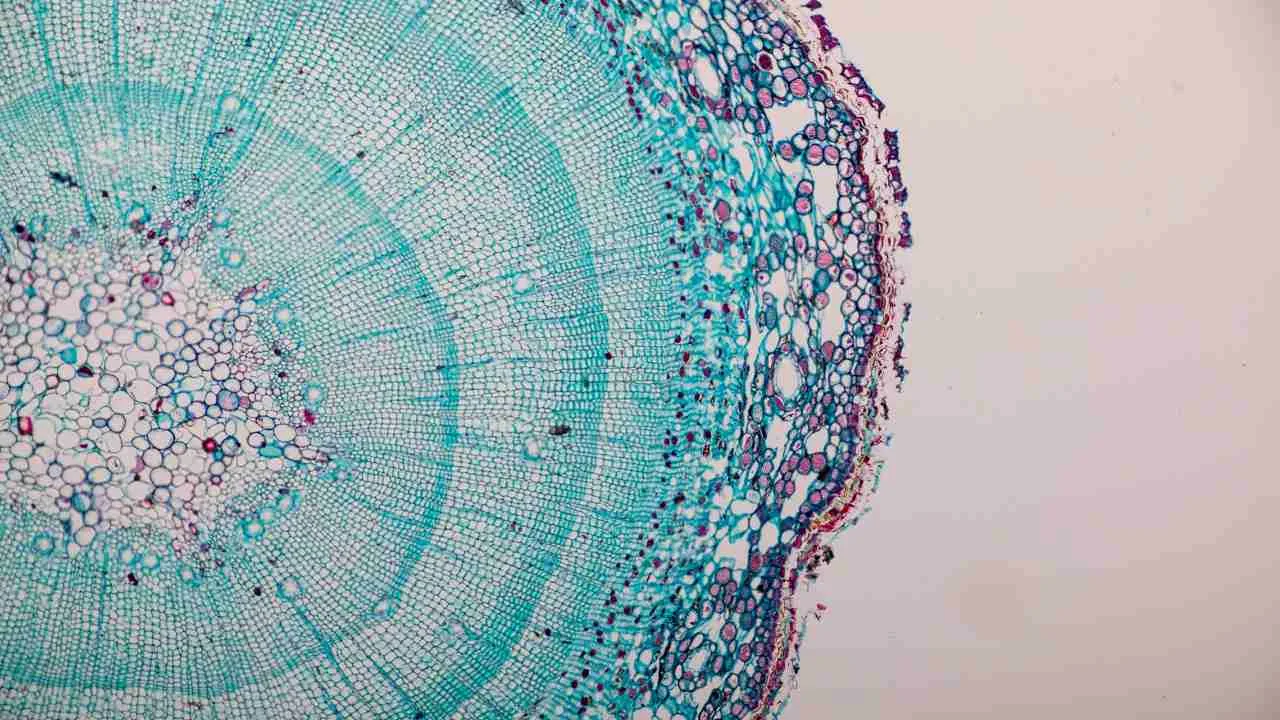 Xintela siktar mot partnerskap