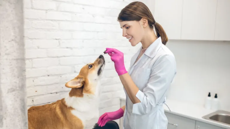 Veterinär