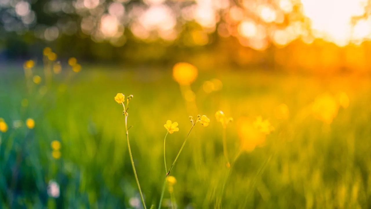 Sommaräng